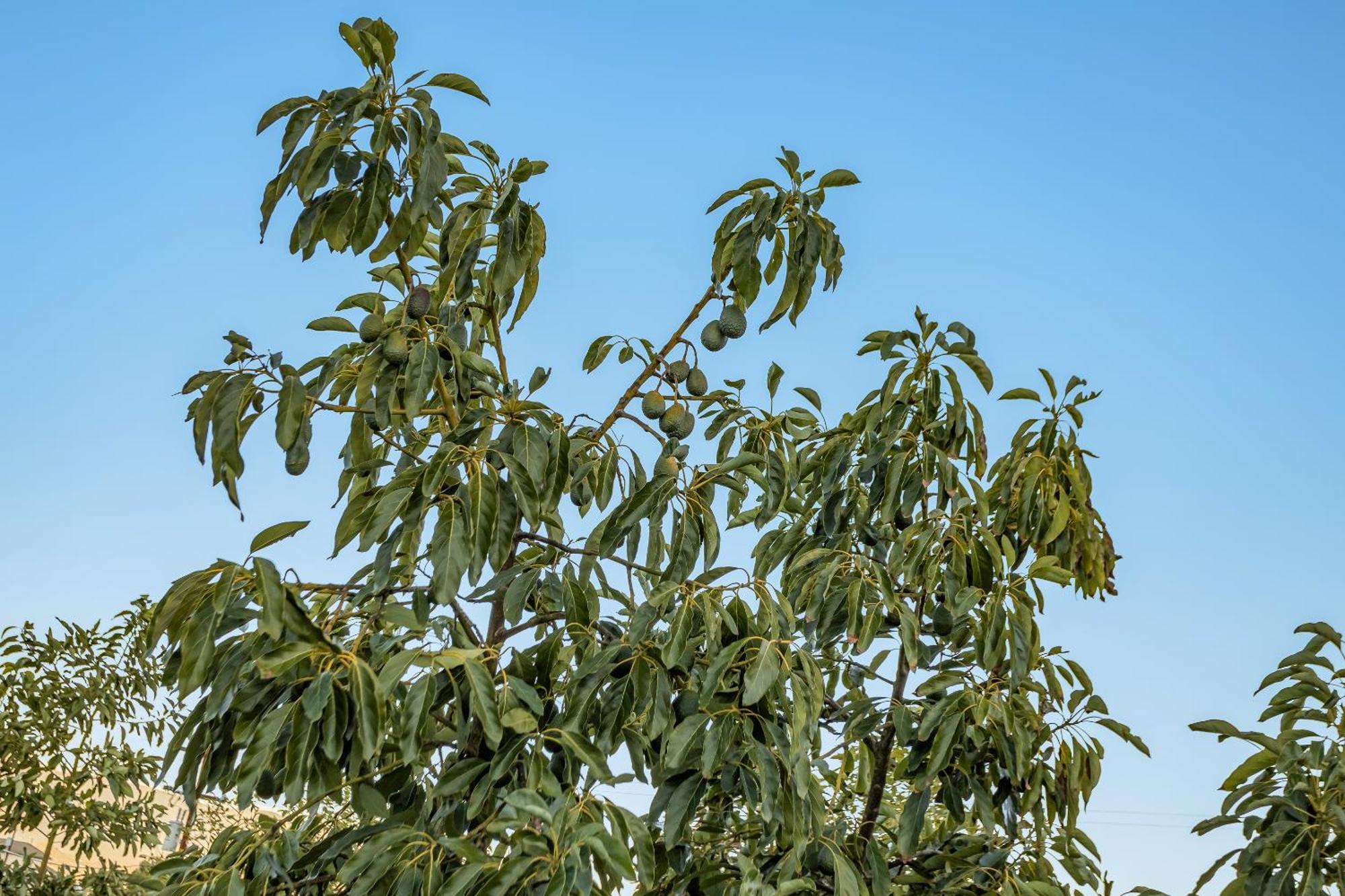 Valley CenterAvocado Bliss Retreat别墅 外观 照片